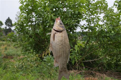 秋季野河怎麼釣鯽魚？釣魚技巧與自然環境的微妙平衡